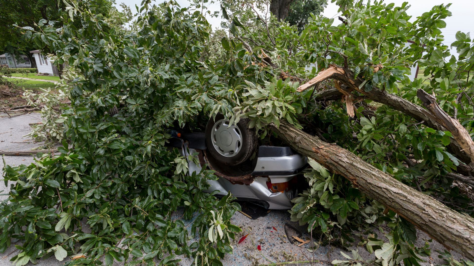 Car crushed by a fallen tree, surrounded by green foliage, parked on a paved surface.