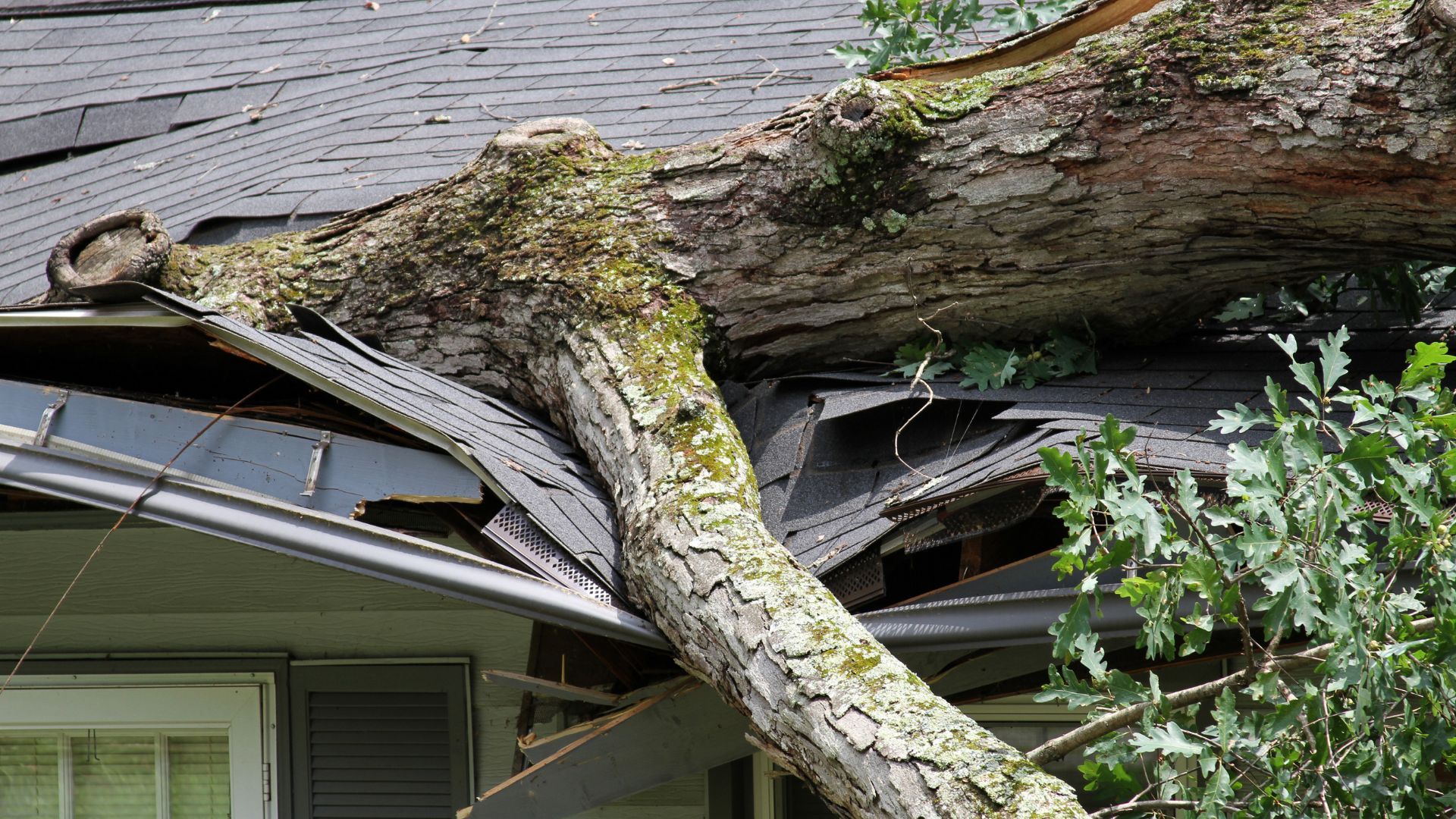 Tree trunk on a damaged roof, causing structural damage.