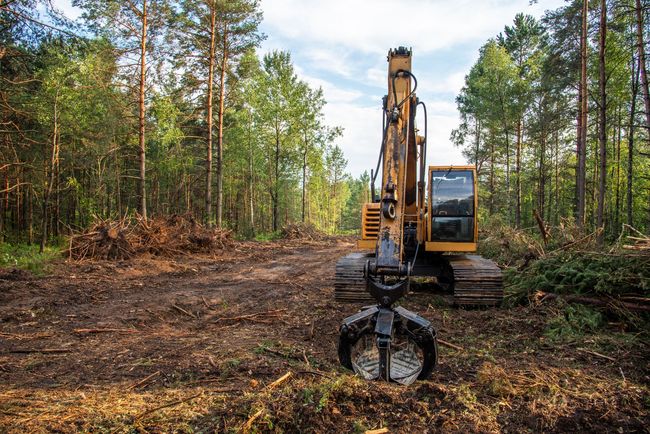 Excavator with grapple clearing trees in a forest.