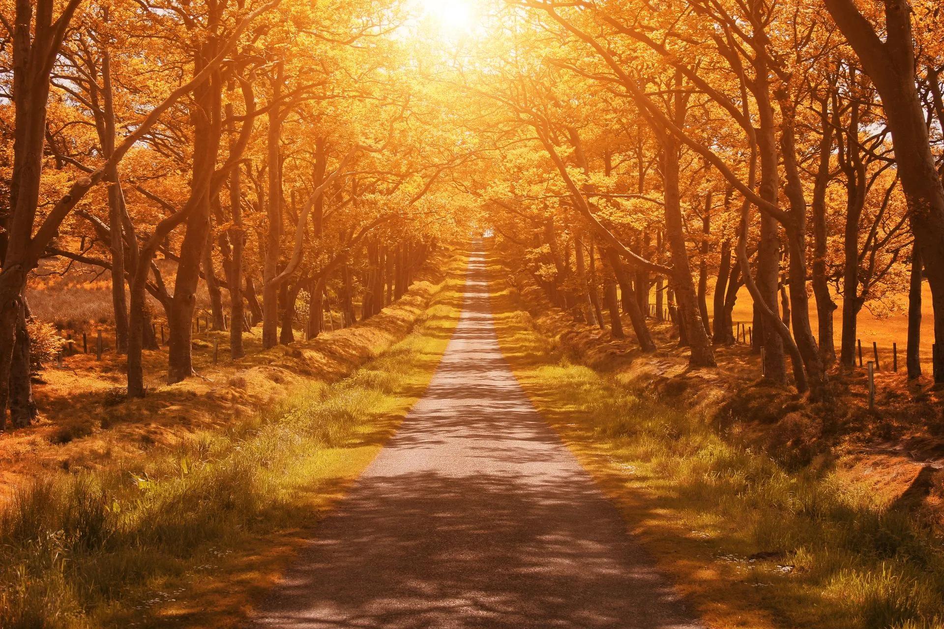 Sentiero alberato illuminato dal sole in autunno, con foglie dorate e lunghe ombre.