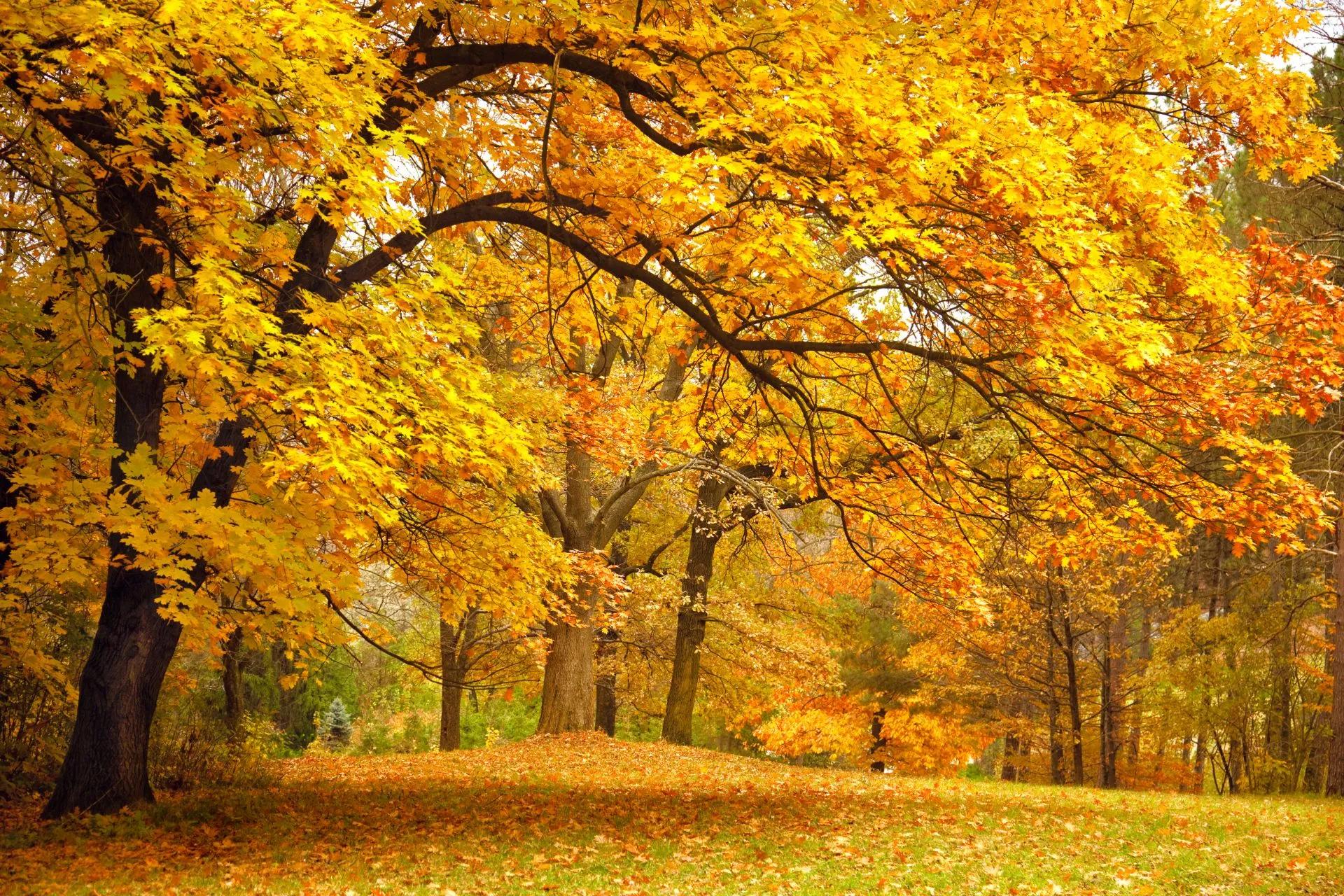 Bosco autunnale con alberi color arancio dorato e foglie cadute che ricoprono il terreno