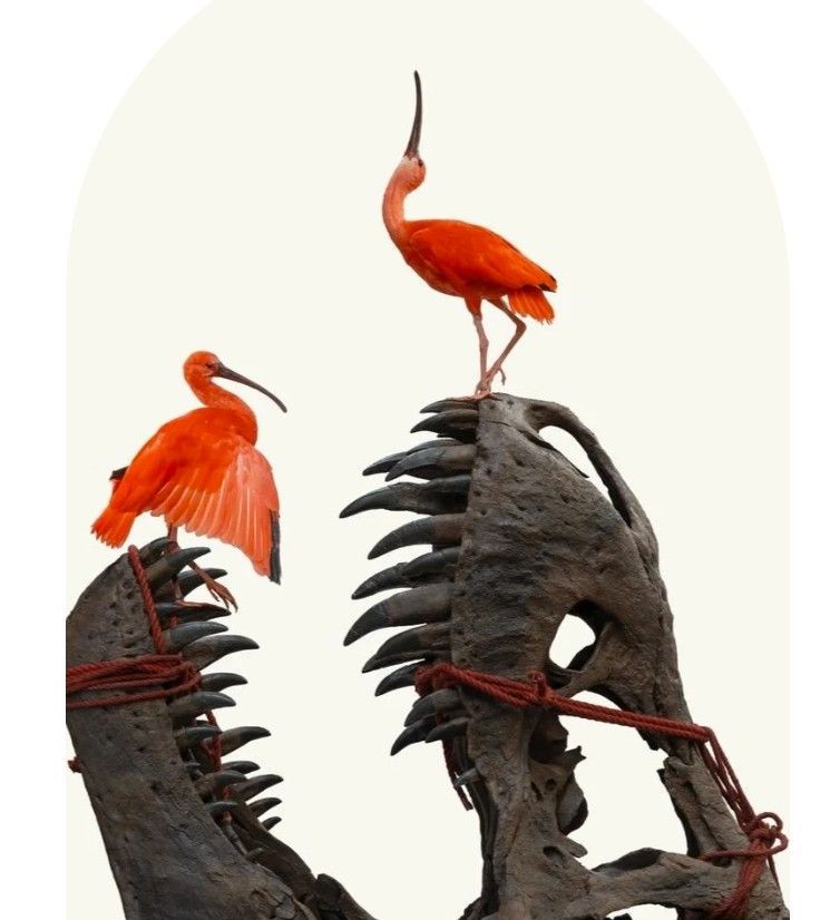 Art Zoo 