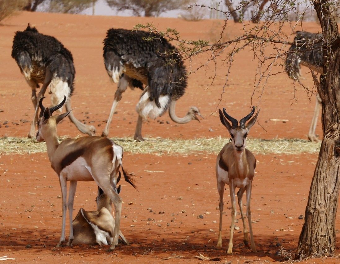 Struisvogels en springbokken in een woestijnlandschap; verschillende struisvogels staan ​​vlakbij de springbokken, met een roodbruine ondergrond.