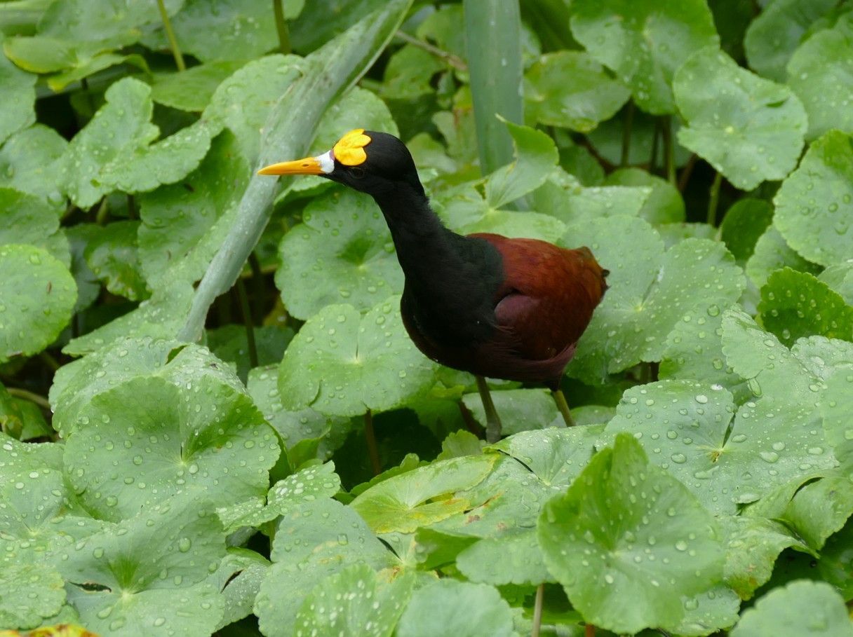 Een leljacana met een gele kruin, lopend over groene leliebladeren.