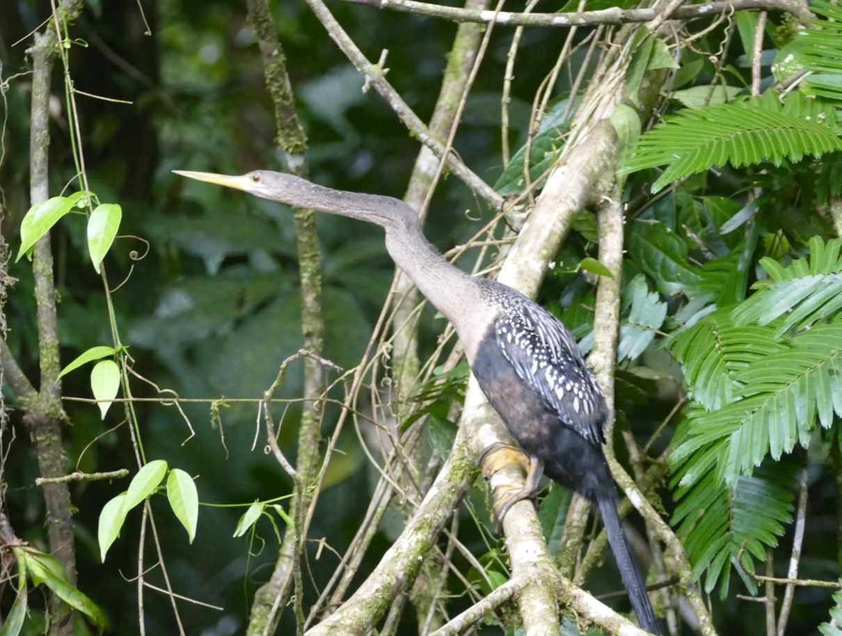 Een anhinga, met een lange nek en grijszwarte veren, zit op een tak in een weelderig groen bos.