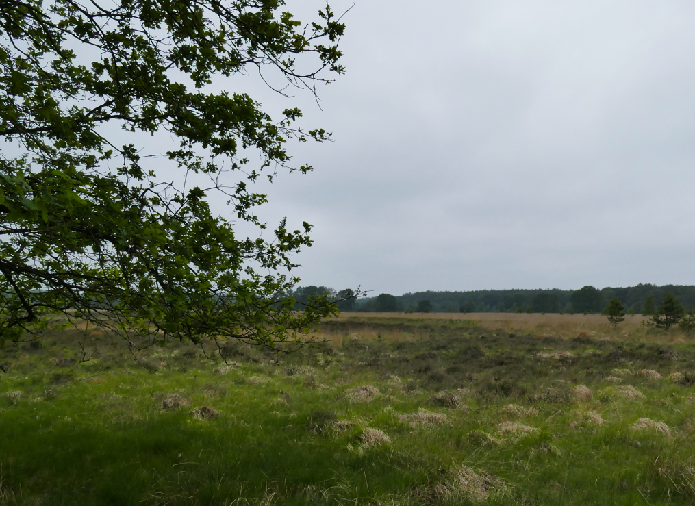 Een grasveld onder een bewolkte hemel, met boomtakken aan de linkerkant en een rij bomen in de verte.