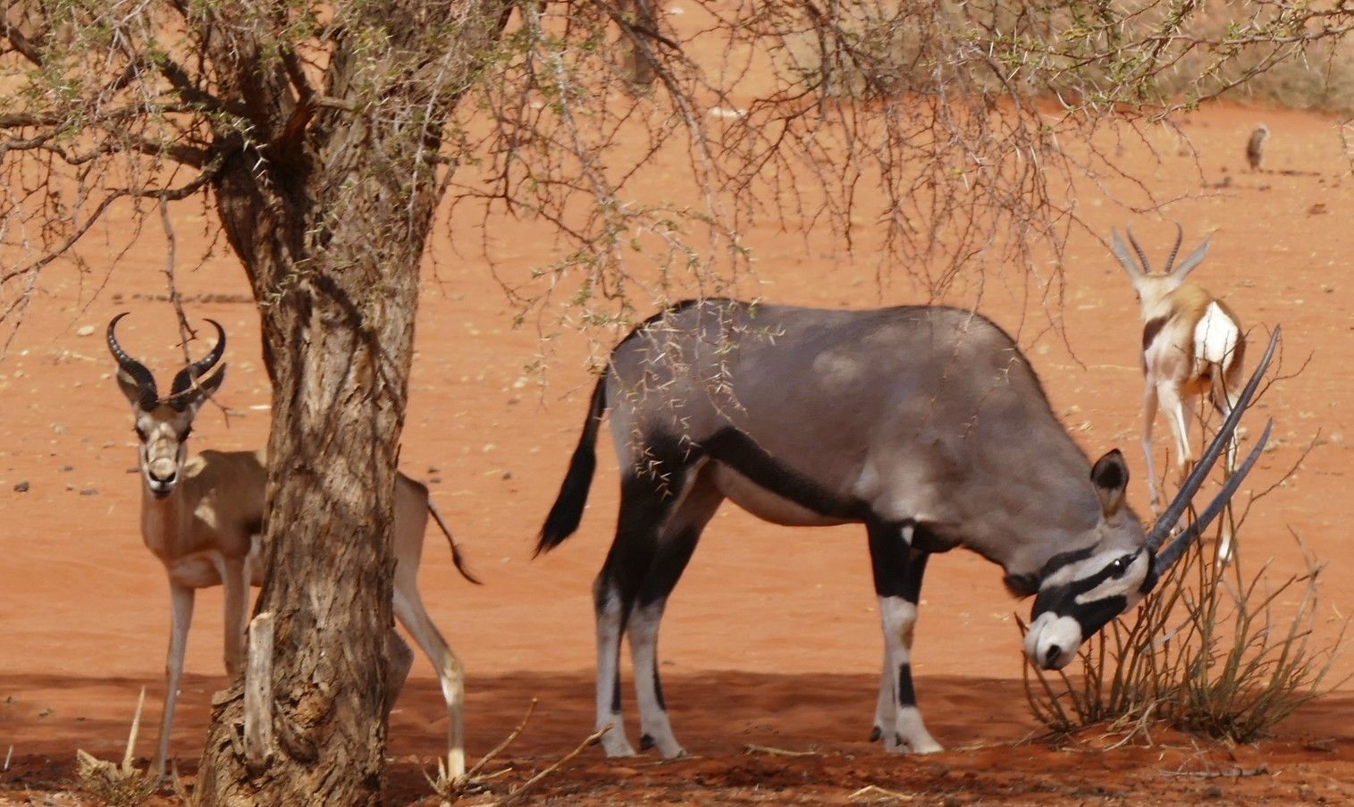 Een oryx graast met twee springbokken onder een boom in de woestijn; oranje zand.