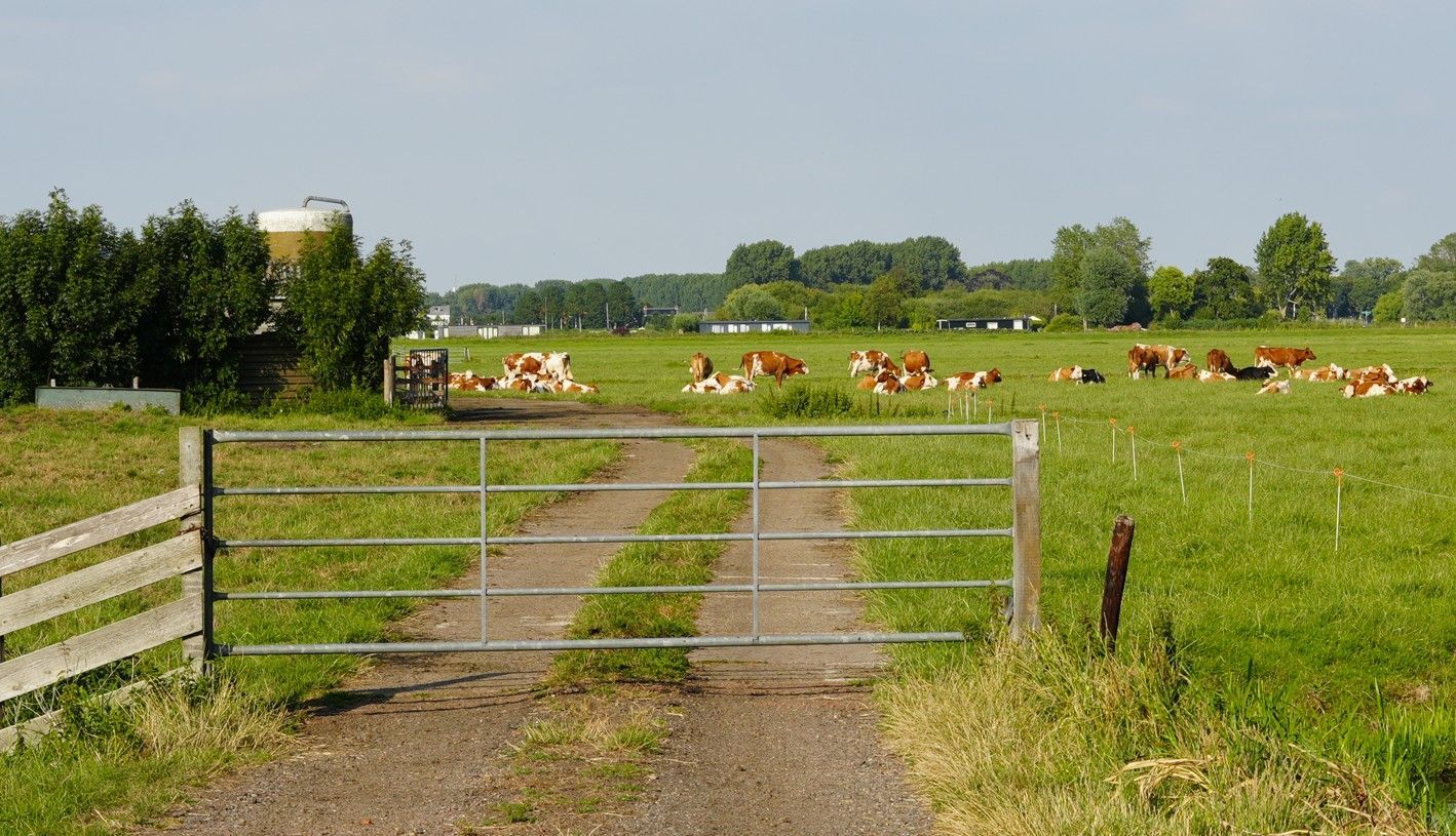 Een metalen poort geeft toegang tot een grasveld waar koeien rusten. Op de achtergrond zijn bomen en een blauwe lucht te zien.