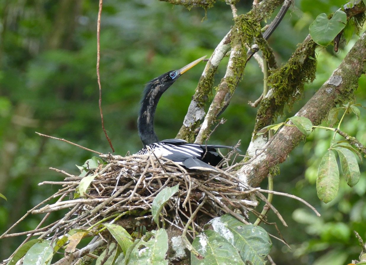 Anhinga in nest, zwart-witte veren, gebogen nek, groene boomtakken op de achtergrond.