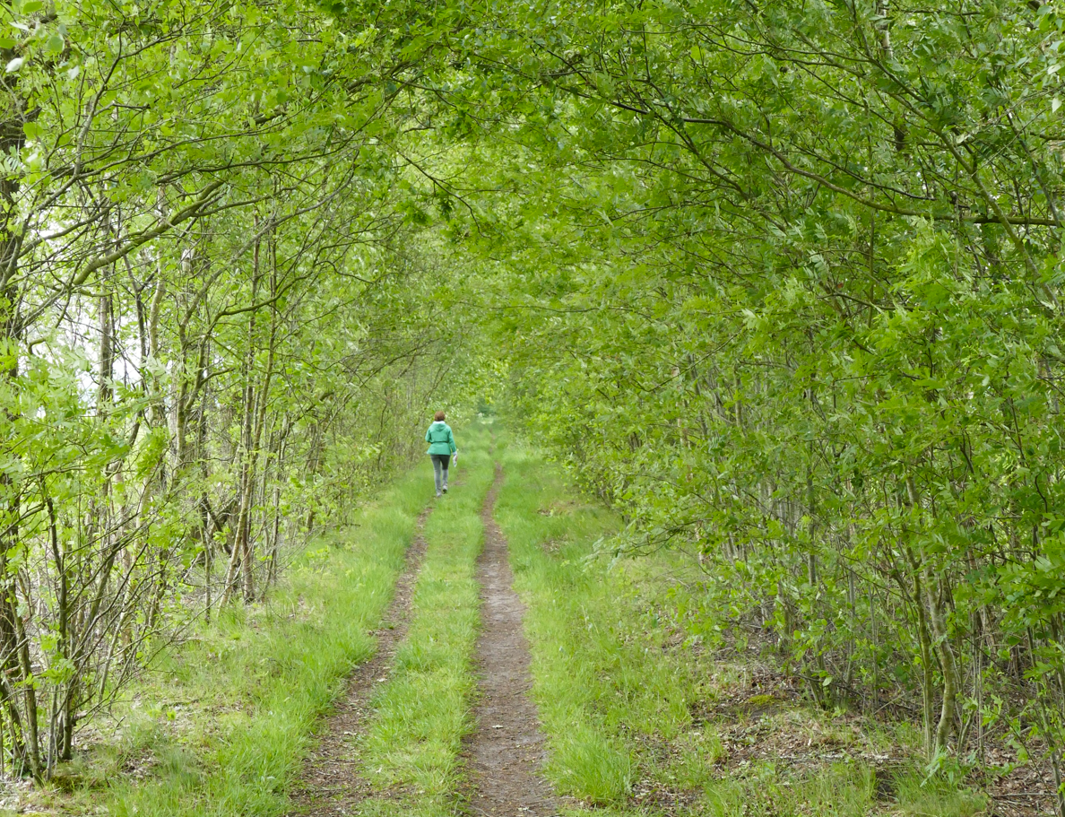 Een persoon loopt over een groen, met bomen omzoomd pad in een bosrijk gebied.