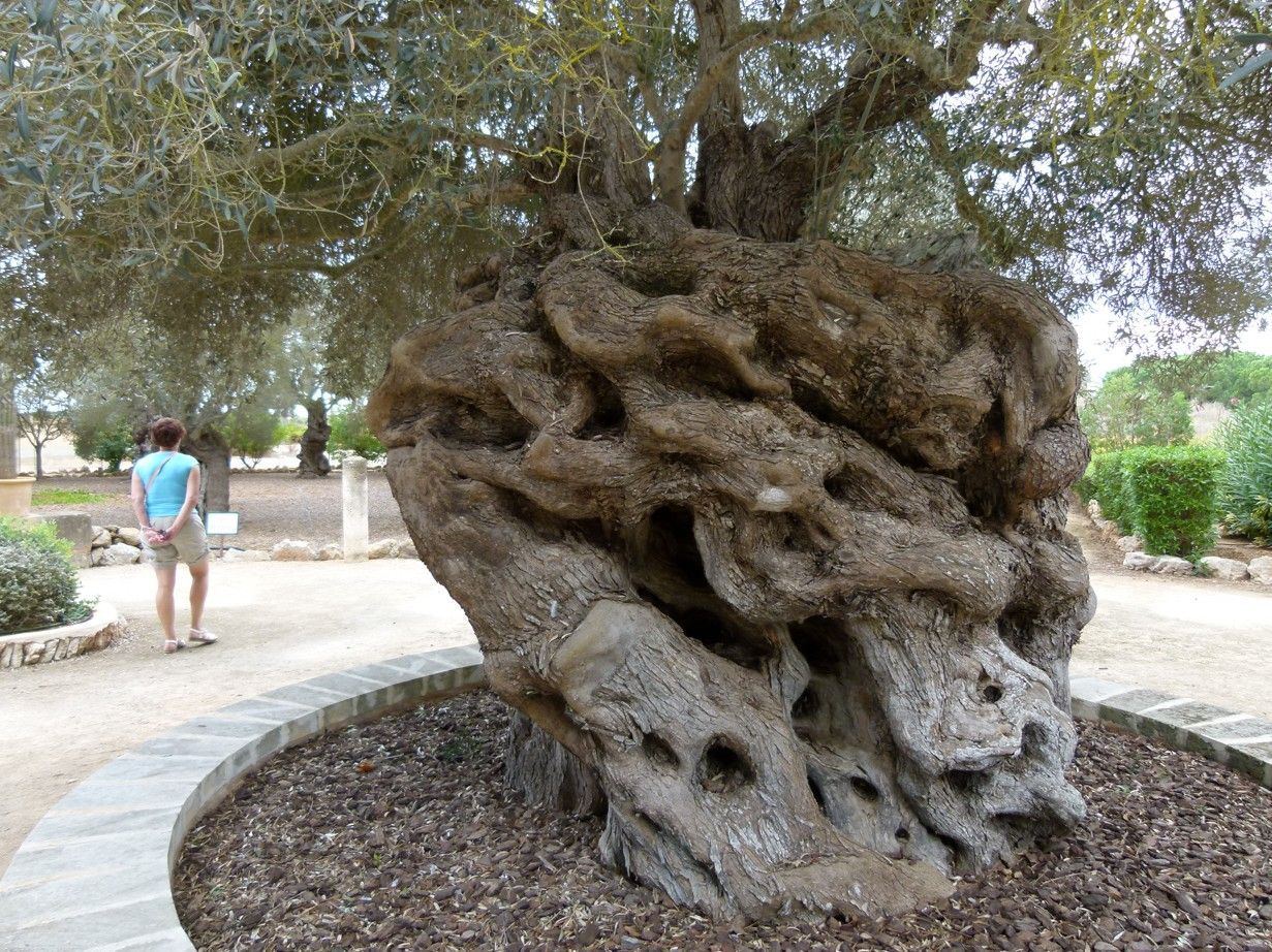 Oude olijfboom met een knoestige, ruwe stam; persoon op de achtergrond.