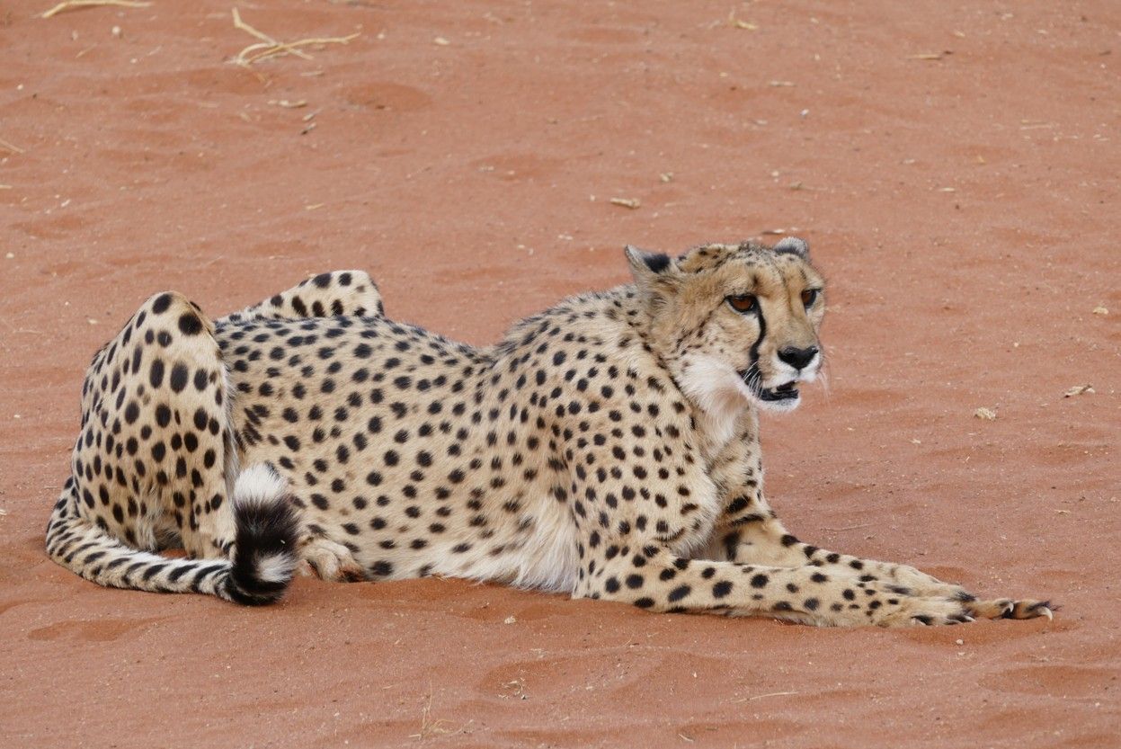 Jachtluipaard met zwarte vlekken rustend op rood zand.