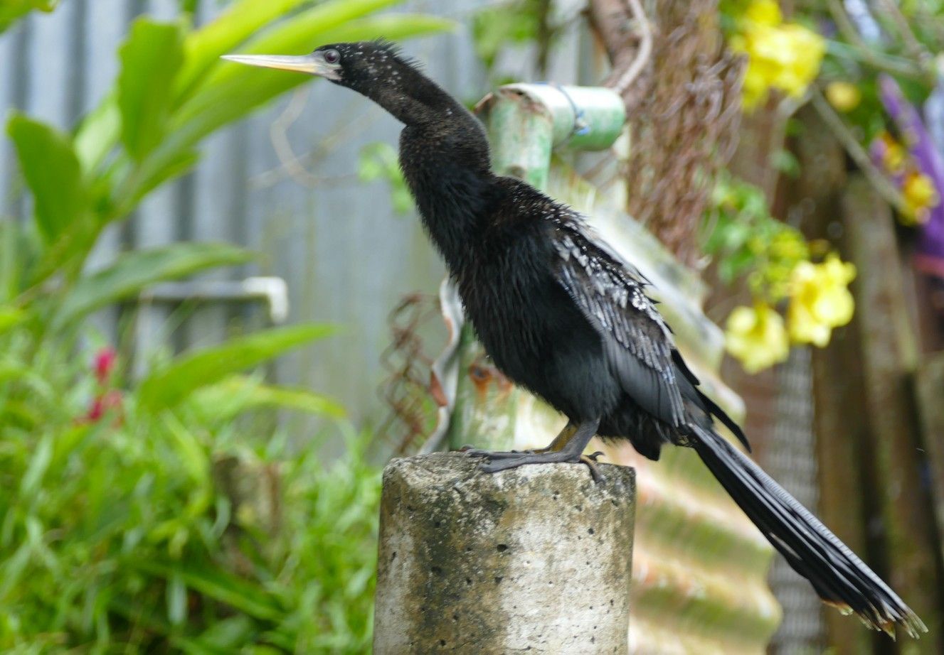 Een zwarte anhinga zit op een betonnen paal, te midden van groen gebladerte en gele bloemen.