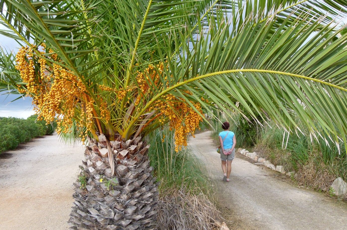 Palmboom met gele vruchten, persoon lopend over een zandpad.