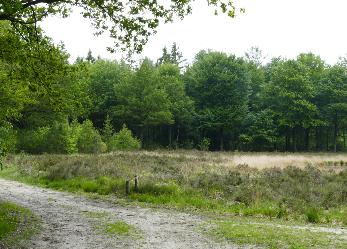Een grindpad langs een open grasveld met dichte groene bomen op de achtergrond.
