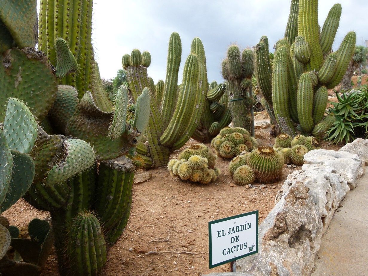 Een cactustuin met cactussen in verschillende vormen en maten; een bord in het Spaans is zichtbaar.