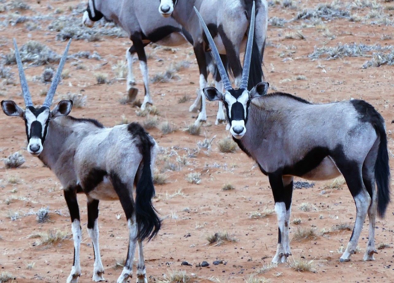 Oryxen met lange hoorns staan ​​op droge, roodachtige grond; andere oryxen op de achtergrond. Grijze en zwarte vacht.