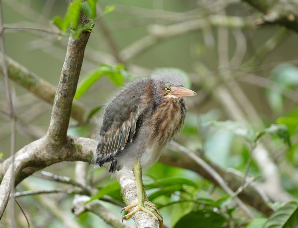 Een pluizig jong vogeltje met bruin en grijs verenkleed zit alert op een boomtak.