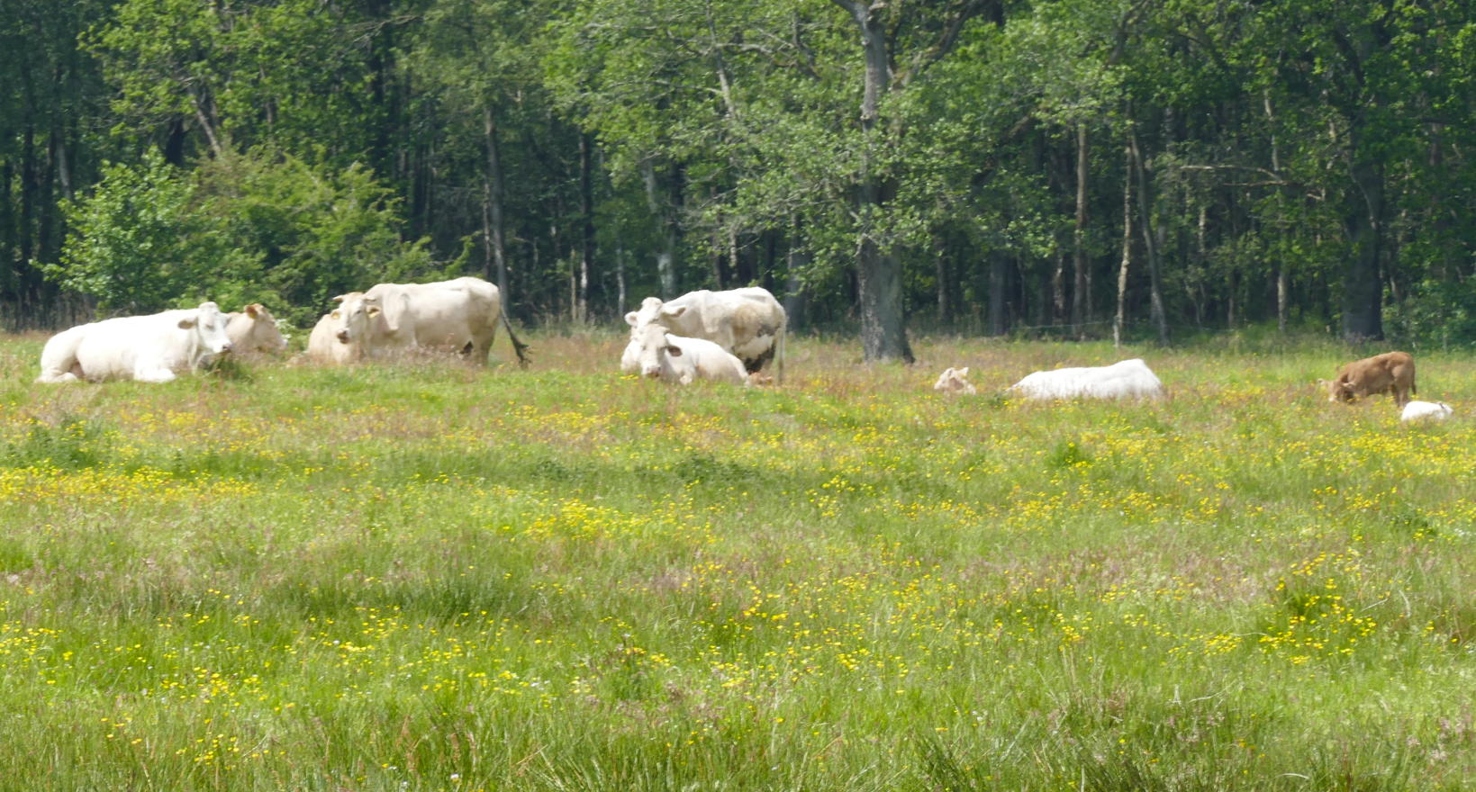 Verschillende witte koeien grazen in een zonnige, groene weide met een bos op de achtergrond.