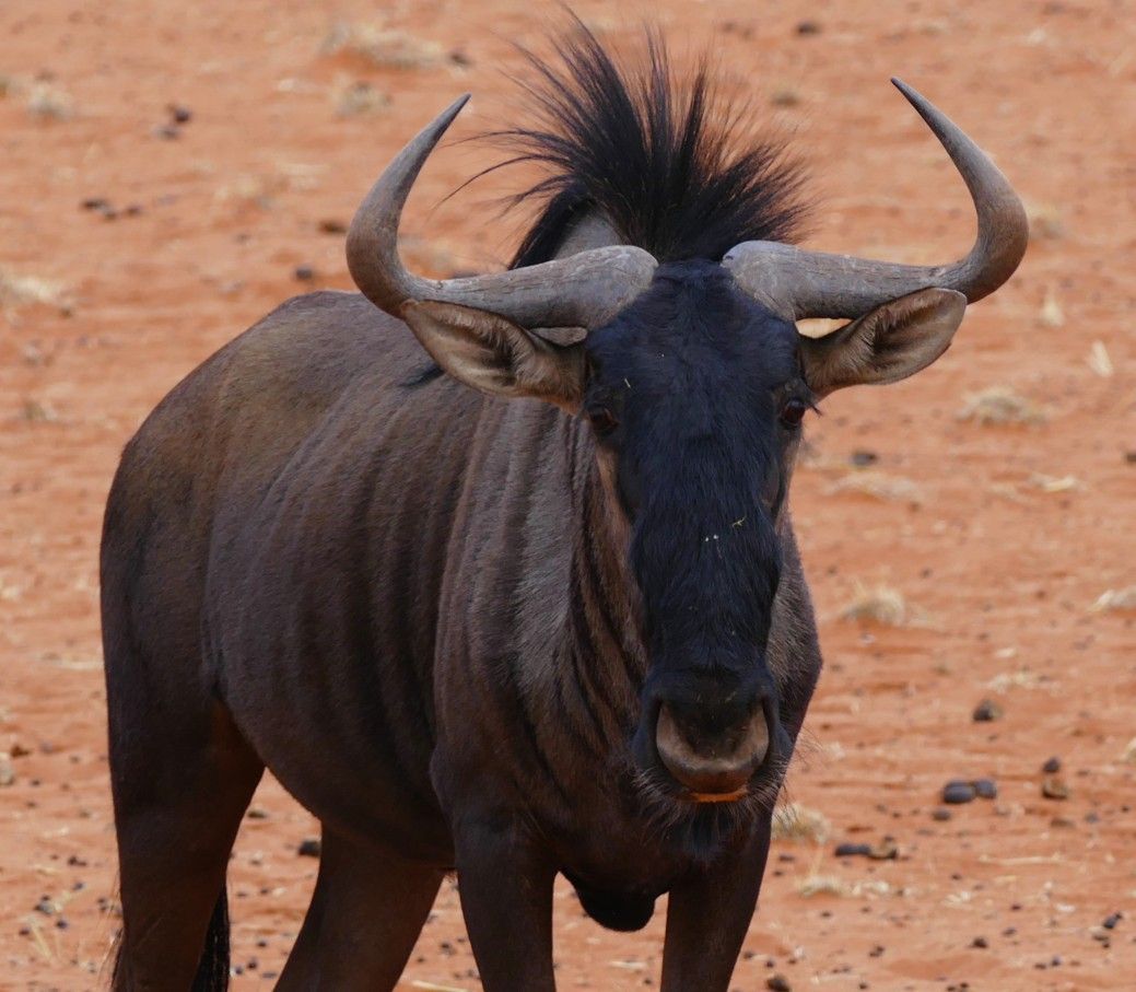 Blauwe gnoes met gebogen hoorns en donkere manen op roodachtige grond.