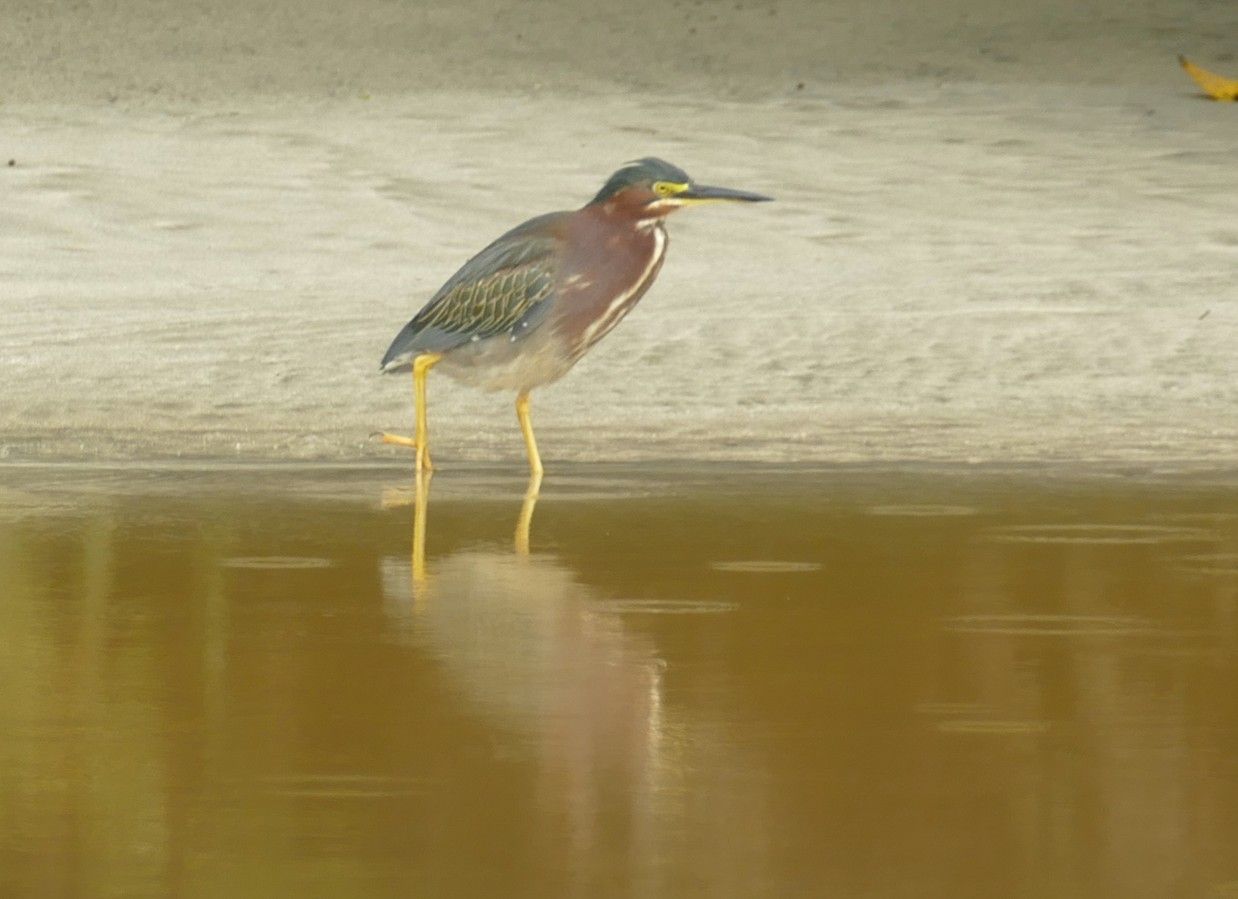 Groene reiger met gele poten, staand in bruin water.