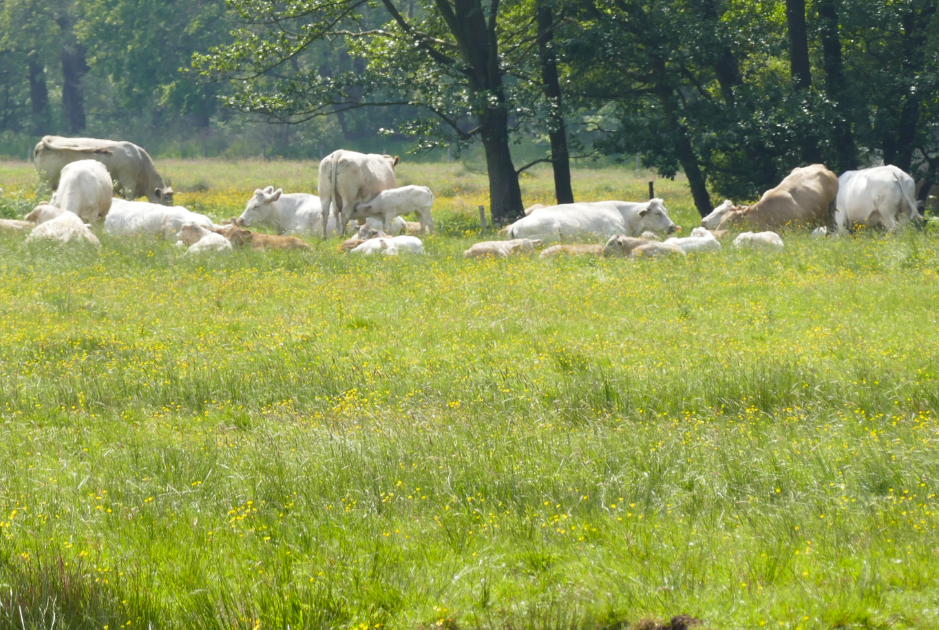 Witte schapen grazen in een groene weide met bomen op de achtergrond.