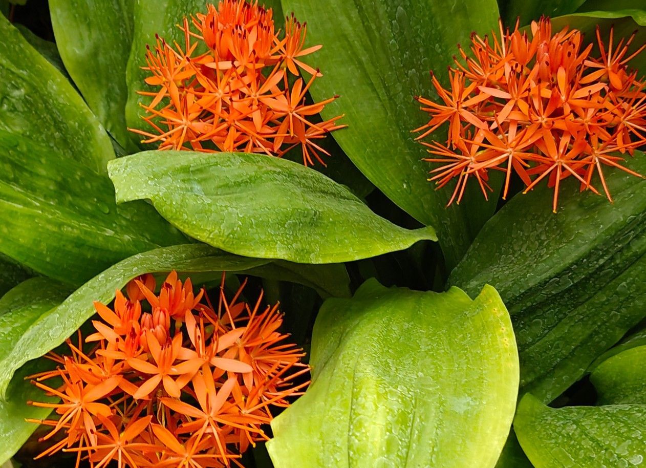 Oranje, stervormige bloemen tussen glanzende groene bladeren