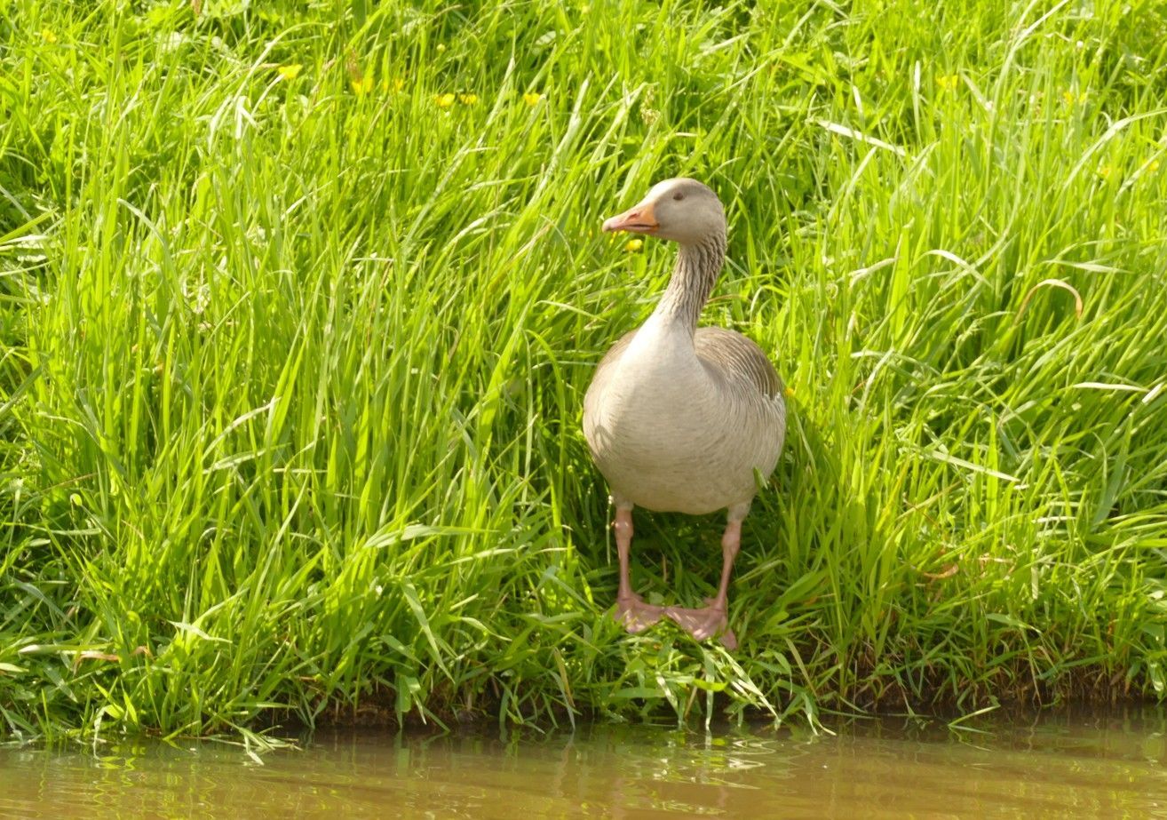 Gans staat aan de waterkant, naast hoog, groen gras.
