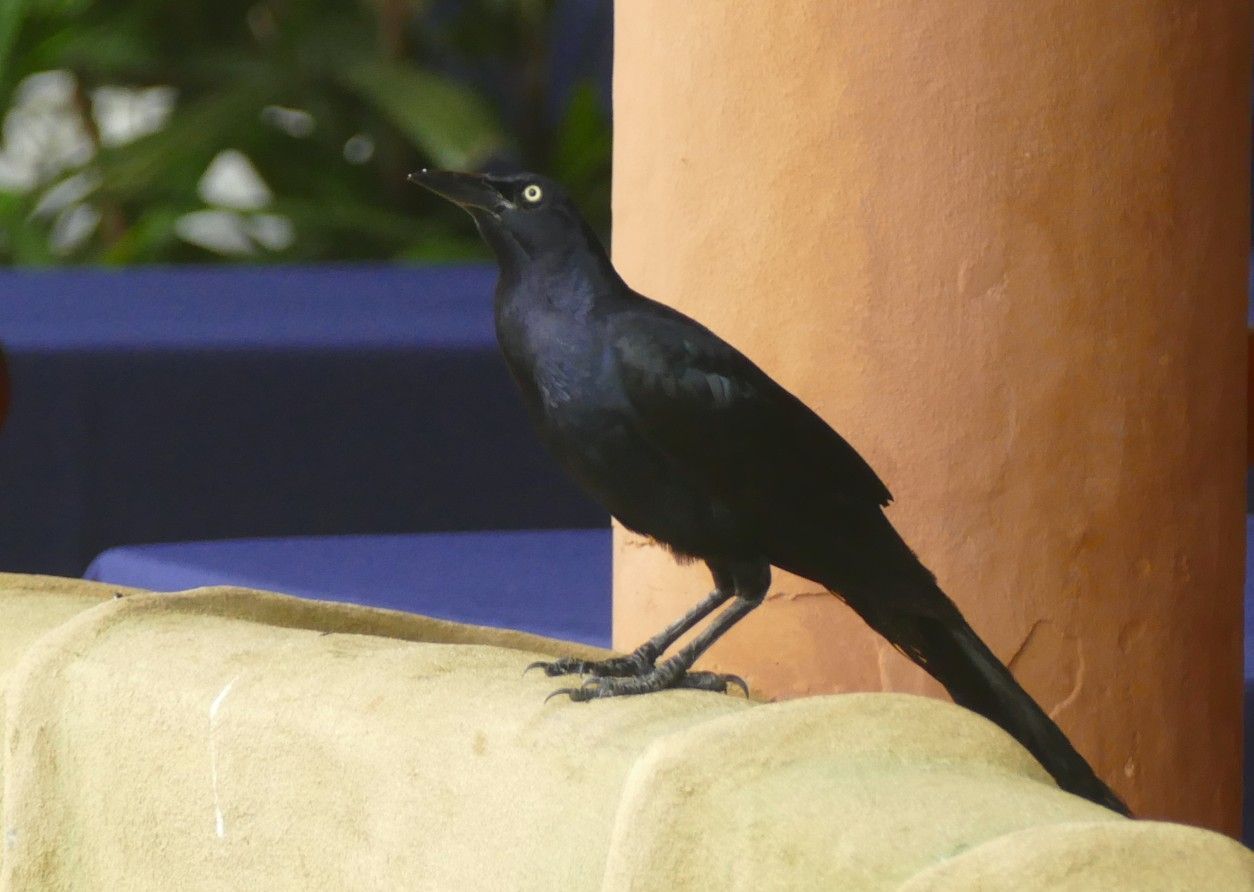 Een zwarte vogel met lichte ogen zit op een beige richel en kijkt omhoog tegen een terracotta en blauwe achtergrond.