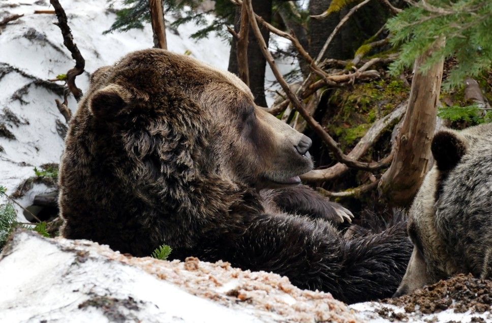 Een bruine grizzlybeer rust op een besneeuwde oever bij een boomstam; een andere beer is gedeeltelijk zichtbaar.