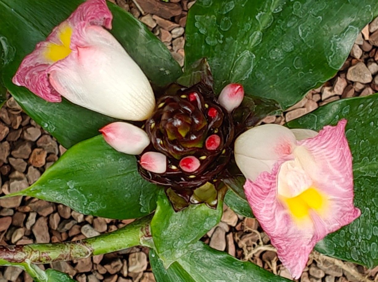 Roze-witte bloemen met gele centra rond een donkerrood centrum op groene bladeren en grind.