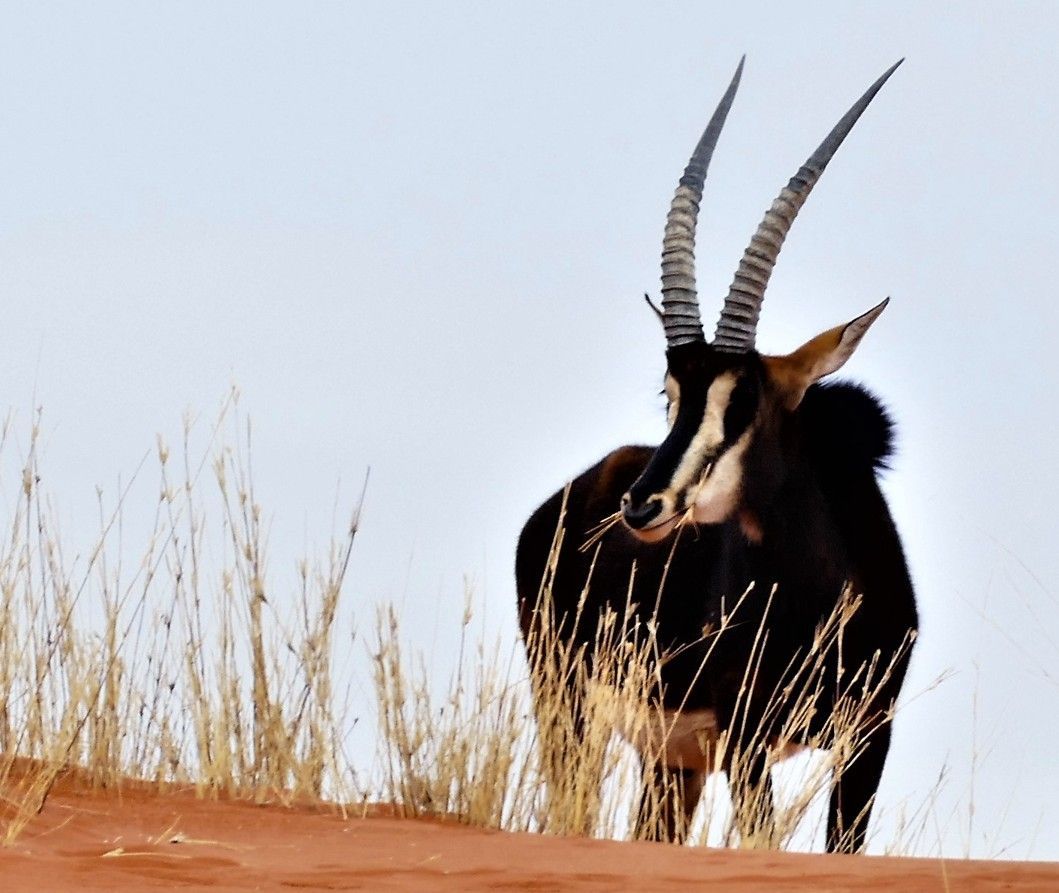Een sabelantilope met gebogen hoorns staat op een rode duin, gedeeltelijk verborgen door droog gras; lichtblauwe lucht.