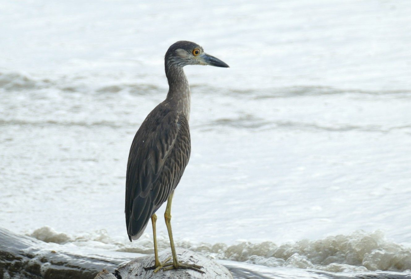 Een geelkroonreiger staat op rotsen aan de oceaan; hij heeft een grijsbruin verenkleed en gele poten.