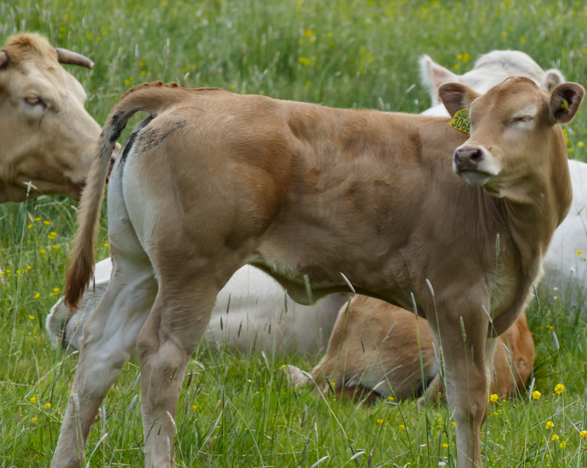 Twee lichtbruine koeien staan ​​in een grasveld, waarvan één koe naar de camera kijkt.