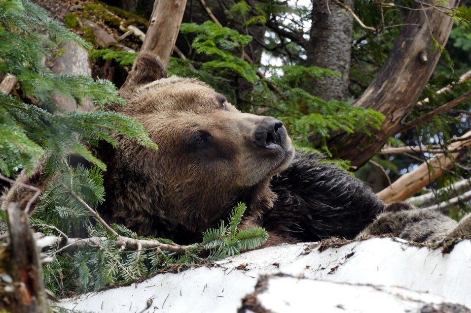 Een grizzlybeer laat zijn kop rusten op een met sneeuw bedekte richel, verscholen tussen groene sparrentakken.