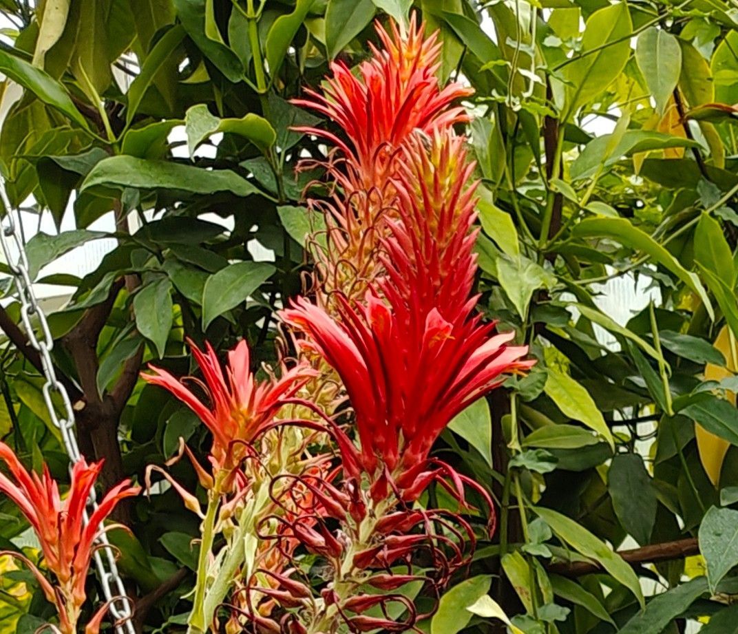 Rode tropische bloemen bloeien tussen dichte groene bladeren in een tuin.