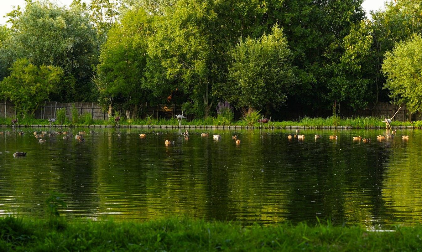 Een vijver met eenden, omgeven door groene bomen en gras, waarin het gebladerte wordt weerspiegeld.