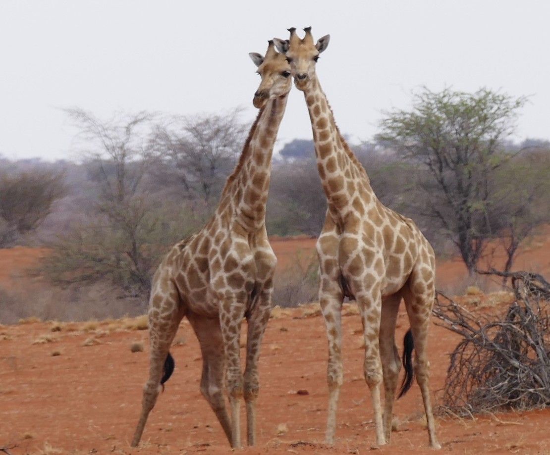 Twee giraffen, met hun nekken tegen elkaar, staan ​​op roodachtige aarde met hier en daar wat bomen.