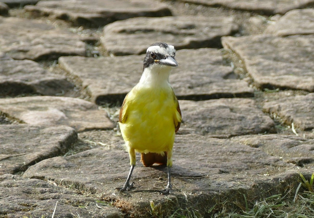 Een geelborstkiskadee staat op een stenen pad en kijkt voor zich uit, met een wit, zwart en geel verenkleed.