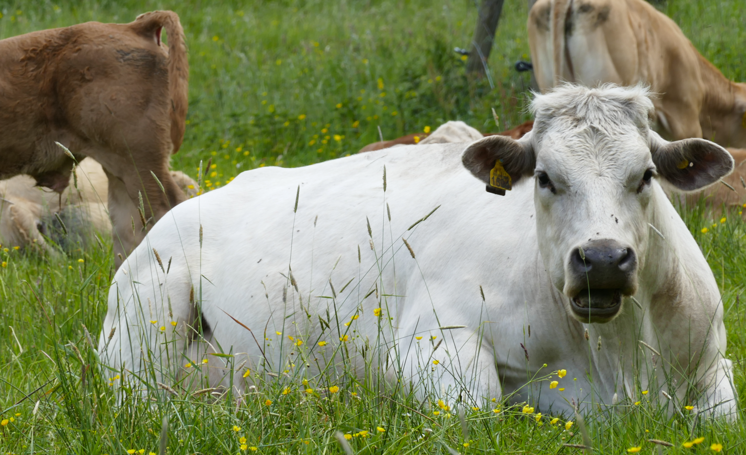 Een witte koe ligt in het groene gras, met andere koeien die op de achtergrond grazen.