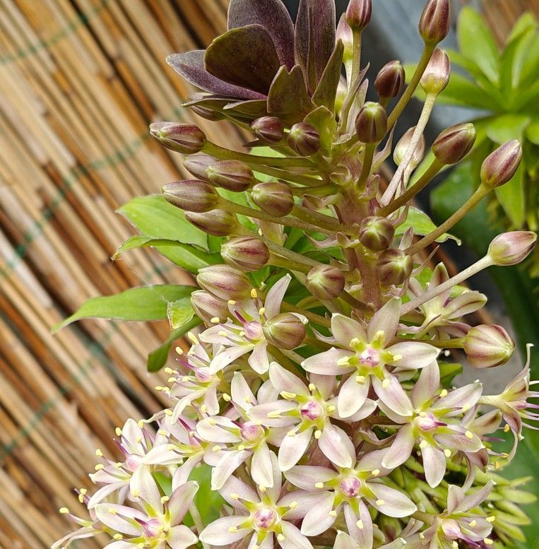 Close-up van lichtroze stervormige bloemen en groene knoppen tegen een achtergrond van bamboematten.