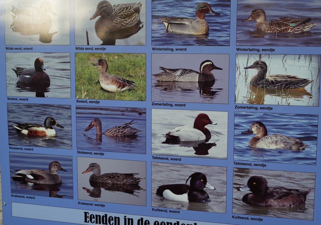 Op een poster zijn verschillende eenden te zien die in het water zwemmen. Elke afbeelding toont een andere eendensoort met daaronder een beschrijving.