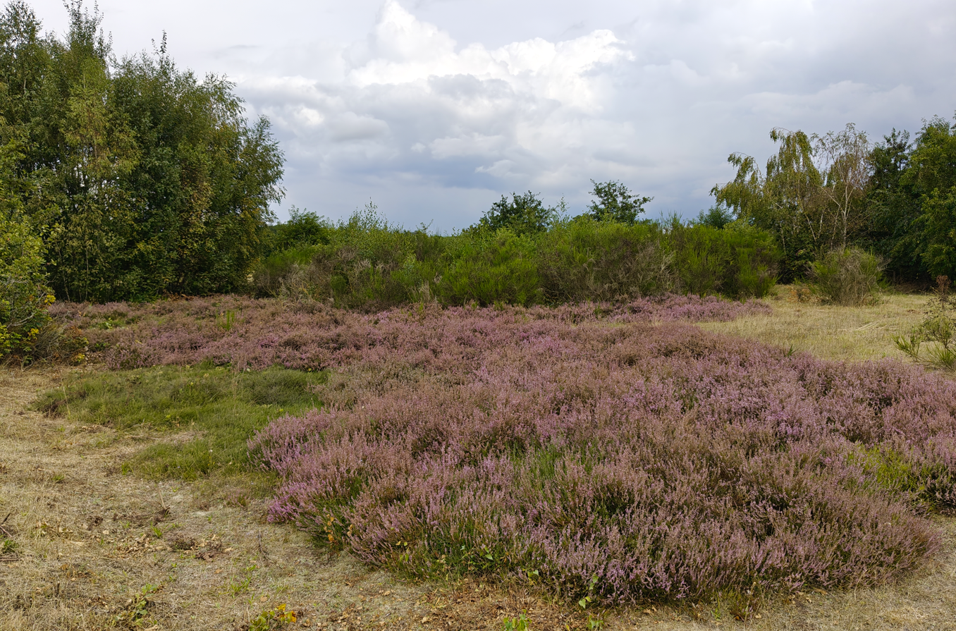Paars heideveld onder een bewolkte hemel met groene bomen op de achtergrond.