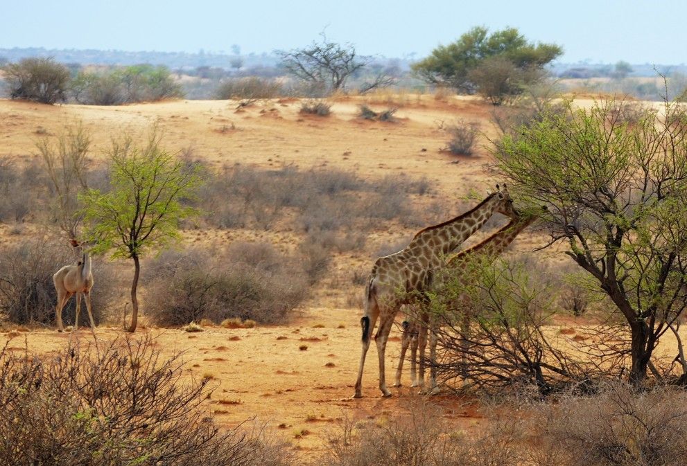 Giraffen eten bladeren van een boom in een savannelandschap.
