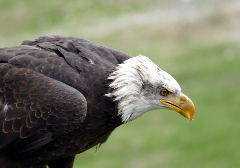 Amerikaanse zeearend met witte kop, bruin lichaam en gele snavel, kijkt opzij. Groene achtergrond.