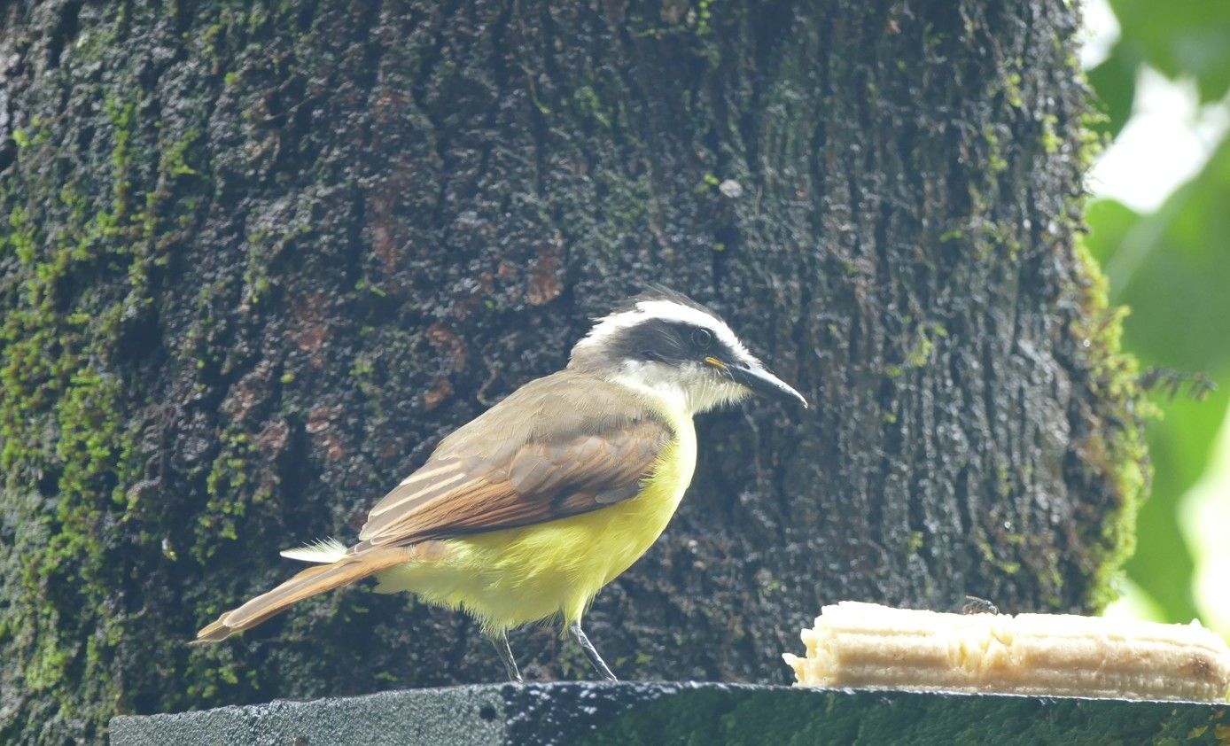 Een geelbuikvogel zat op een richel, vlakbij een boom, maïs te eten.