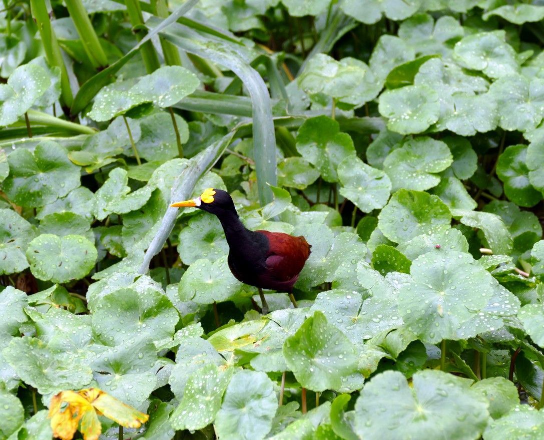 Een zwart-rode vogel met een gele snavel loopt tussen groene waterlelies.