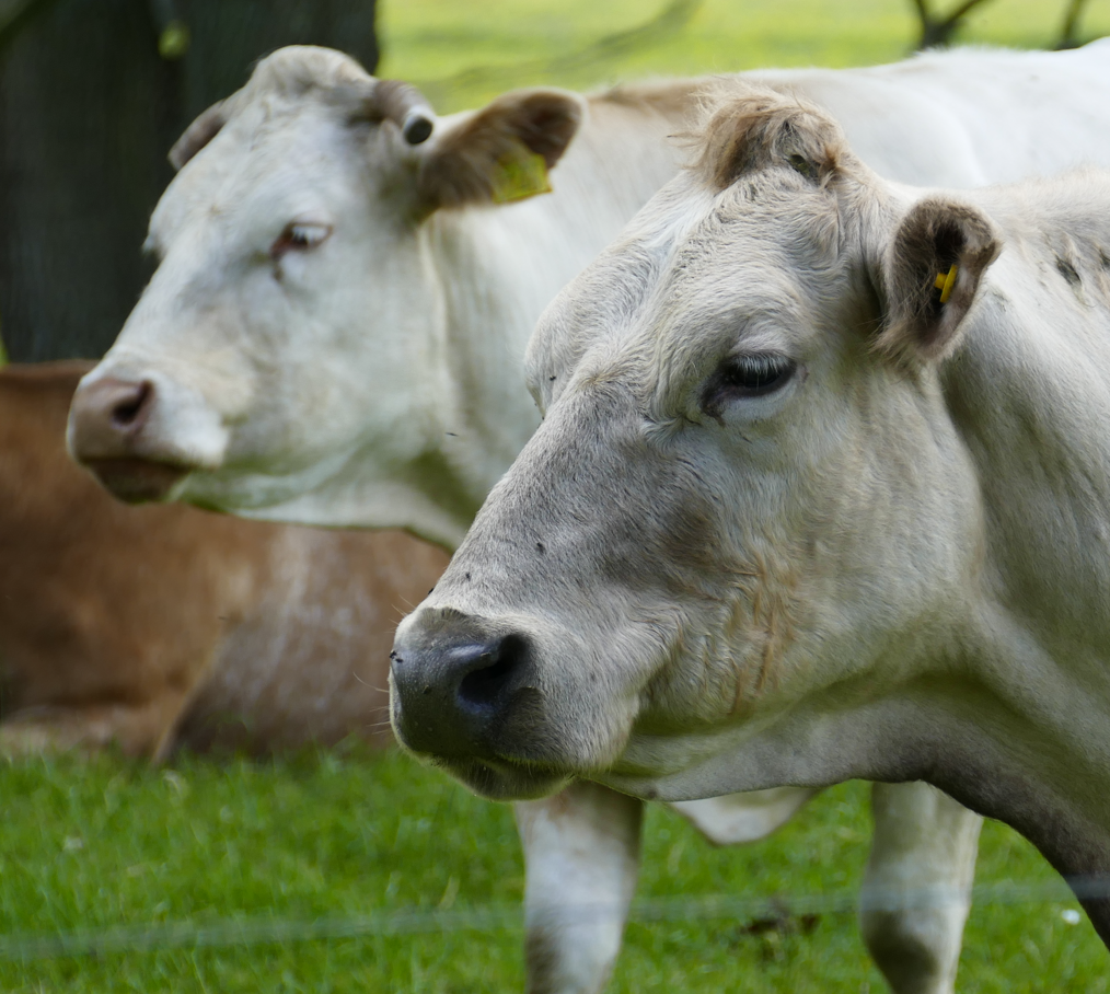 Twee witte koeien grazen in een groen veld, één scherp op de voorgrond.