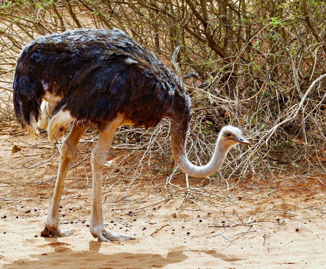 Een struisvogel met een lange nek en poten in een droge, zanderige omgeving met schaarse vegetatie.