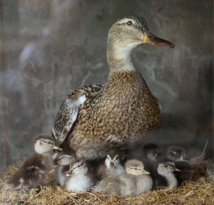 Een moedereend met bruin-witte veren beschermt een nest met meerdere pluizige eendjes.